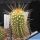 Trichopsis (Trichocereus x Echinopsis hybrid) cv. SUPER APRICOT RED