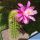 Hildewintera hybrid cv. PINK NORHEIM