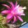 Hildewintera hybrid cv. PINK NORHEIM