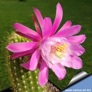 Hildewintera hybrid cv. PINK NORHEIM
