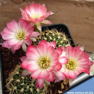 Lobivia cv. PINK PORCELAIN  (ex China)