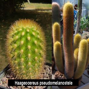 Haageocereus pseudomelanostele v. aureispinus