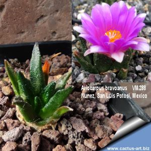Ariocarpus bravoanus VM288 El Nunez, San Luis Potosi, Mexico