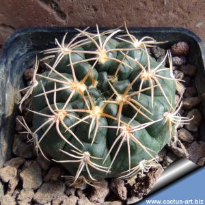 Gymnocalycium capillaense RER497 Todos Los Santos, NE, in front of Los Sauces,  Cordoba, Argentina