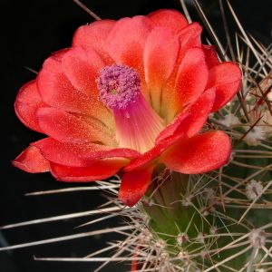 Echinocereus coccineus