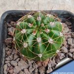 Notocactus acutus'