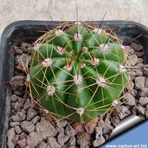 Notocactus acutus