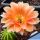 Echinopsis hybrid cv. J.2016.12.MB.4