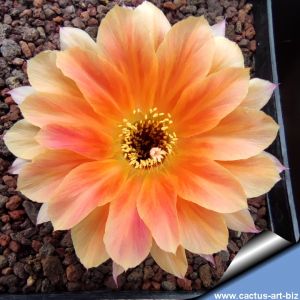 Echinopsis hybrid cv. J.2016.12.MB.4