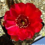Chamaecereus hybrid (Chamaelobivia) cv. MOMO