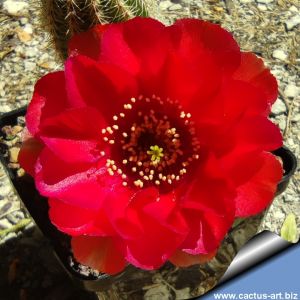 Chamaecereus hybrid (Chamaelobivia) cv. MOMO