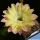 Echinopsis hybrid cv. PEANUT HEART (arachide-viola)
