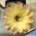 Echinopsis hybrid cv. PEANUT HEART (arachide-viola)