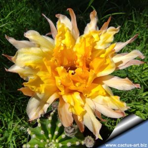 Echinopsis hybrid cv. PAPAGENA