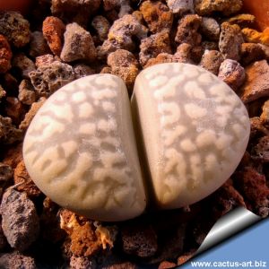 Lithops marmorata SB2203 Bleskop,Western Cape, South Africa