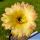 Trichopsis (Trichocereus x Echinopsis hybrid) cv. PINK STRIPES
