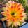 Trichopsis (Trichocereus x Echinopsis hybrid) cv. PINK STRIPES