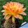 Trichopsis (Trichocereus x Echinopsis hybrid) cv. LISKES FEUERZAUBER