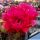 Trichopsis (Trichocereus x Echinopsis hybrid) cv. MAXIMILIAN