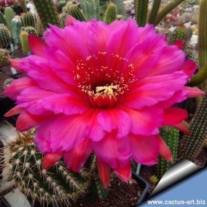 Trichopsis (Trichocereus x Echinopsis hybrid) cv. MAXIMILIAN