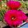 Trichopsis (Trichocereus x Echinopsis hybrid) cv. MAXIMILIAN