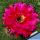 Trichopsis (Trichocereus x Echinopsis hybrid) cv. MAXIMILIAN