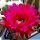 Trichopsis (Trichocereus x Echinopsis hybrid) cv. MAXIMILIAN
