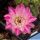 Chamaecereus hybrid (Chamaelobivia) cv. PAN 17.8.103