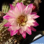 Chamaecereus hybrid cv. PAN 17.8.103