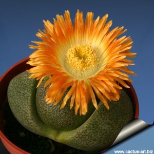 Pleiospilos nelii