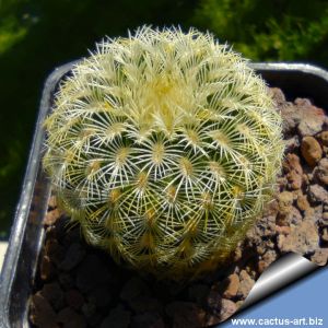 Echinocereus rigidissimus Rosario, Sonora, Mexico