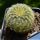 Echinocereus rigidissimus Rosario, Sonora, Mexico
