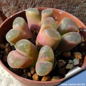 Ophthalmophyllum lydiae (Conophytum) SH1348 38km SE Springbok, Northern Cape, South Africa