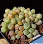 Fenestraria rhopalophylla SB2178 Grosse Bucht, Namibia