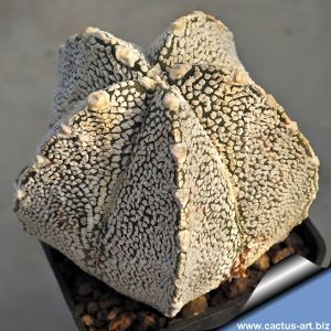 Astrophytum coahuilense cv. SNOWY