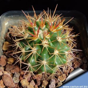 Ferocactus lindsay PP1157 Uruapan, Michoacan, Mexico