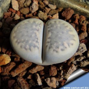 Lithops amicorum C410/TS67 75km South-East of Aus, Namibia