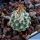 Turbinicarpus schmiedickeanus ssp. dickisoniae (Turbinicarpus dickisoniae)