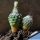 Turbinicarpus schmiedickeanus ssp. dickisoniae (Turbinicarpus dickisoniae)