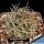 Turbinicarpus schmiedickeanus ssp. dickisoniae (Turbinicarpus dickisoniae)