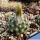 Turbinicarpus schmiedickeanus ssp. dickisoniae (Turbinicarpus dickisoniae)