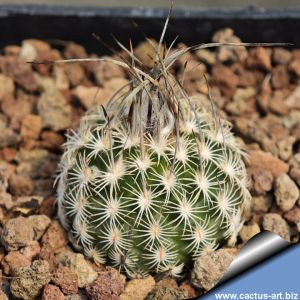 Turbinicarpus schmiedickeanus ssp. dickisoniae (Turbinicarpus dickisoniae)