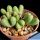 Argyroderma fissum v. litorale SB1542 East of Strandfontein, Cape Province, South Africa