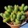 Argyroderma fissum v. litorale SB1542 East of Strandfontein, Cape Province, South Africa