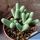 Argyroderma fissum v. litorale SB1542 East of Strandfontein, Cape Province, South Africa