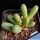 Argyroderma fissum v. litorale SB1542 East of Strandfontein, Cape Province, South Africa