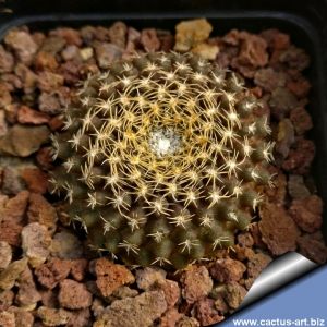 Eriosyce odieri v. montemarguensis