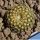 Eriosyce odieri v. montemarguensis