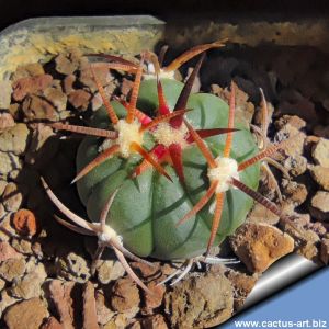 Echinocactus horizonthalonius RC28 La Nona, Zacatecas, Mexico