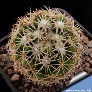 Coryphantha pycnantha L1229 North of the city of Oaxaca, Oaxaca, Mexico, 1700m